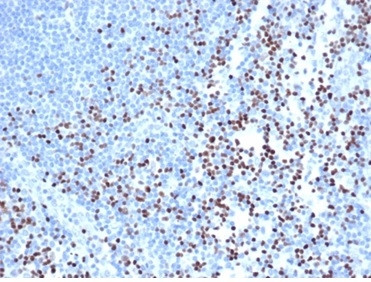 LEF1/TCF1 alpha (Transcription Factor) Antibody in Immunohistochemistry (Paraffin) (IHC (P))