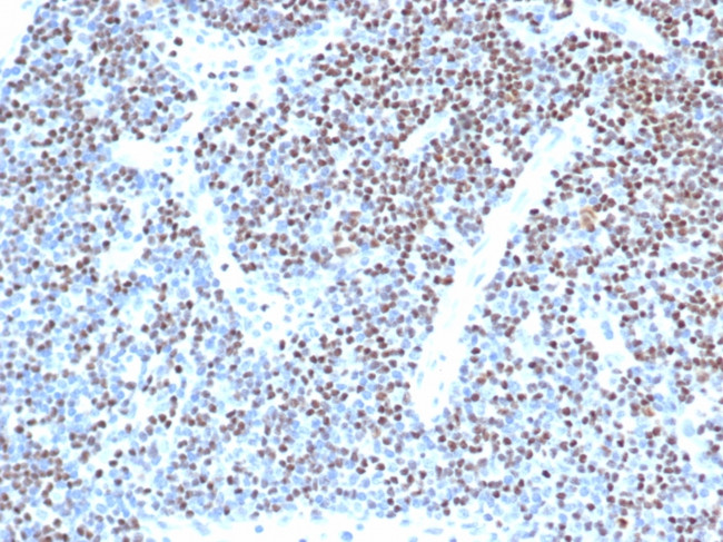 LEF1/TCF1 alpha (Transcription Factor) Antibody in Immunohistochemistry (Paraffin) (IHC (P))