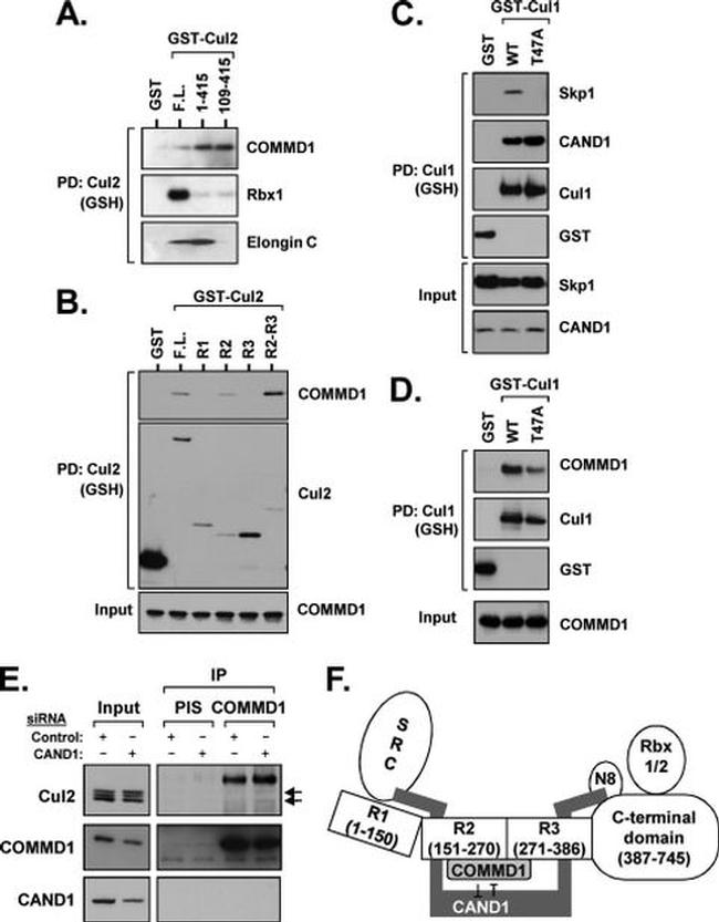 Cullin 2 Antibody in Western Blot (WB)