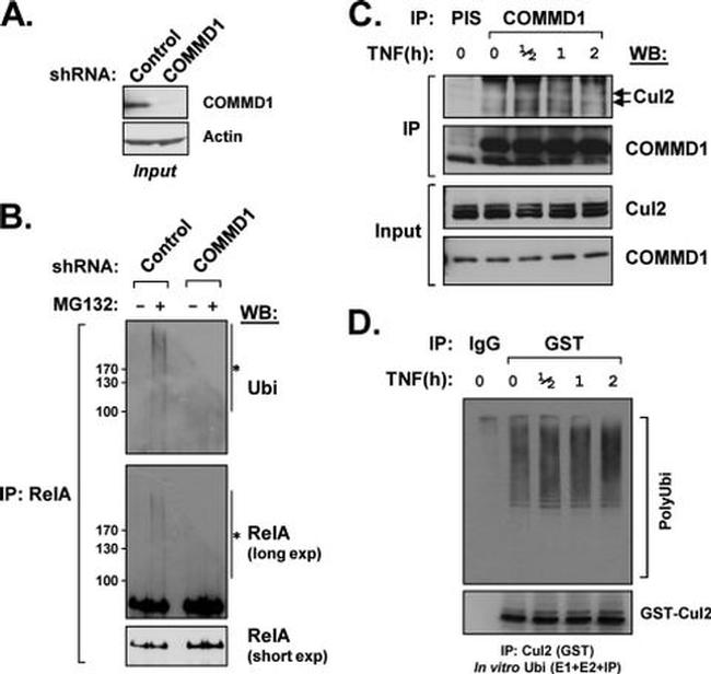 Cullin 2 Antibody in Western Blot, Immunoprecipitation (WB, IP)