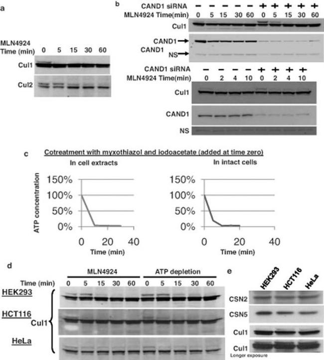 Cullin 2 Antibody in Western Blot (WB)