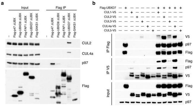 Cullin 2 Antibody in Western Blot (WB)