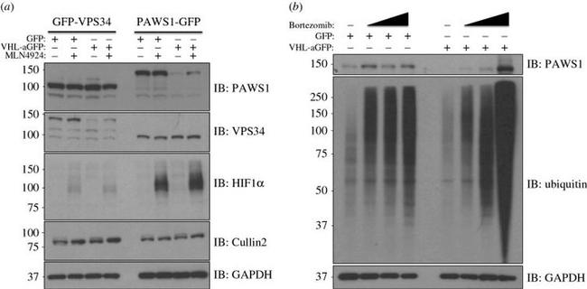 Cullin 2 Antibody in Western Blot (WB)