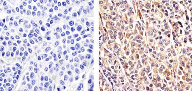 Cullin 2 Antibody in Immunohistochemistry (Paraffin) (IHC (P))