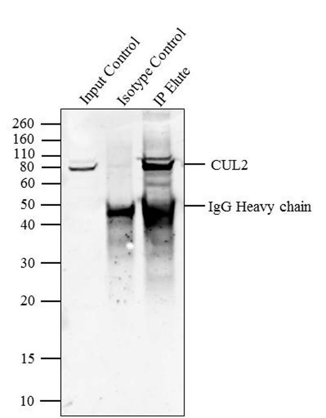 Cullin 2 Antibody in Immunoprecipitation (IP)