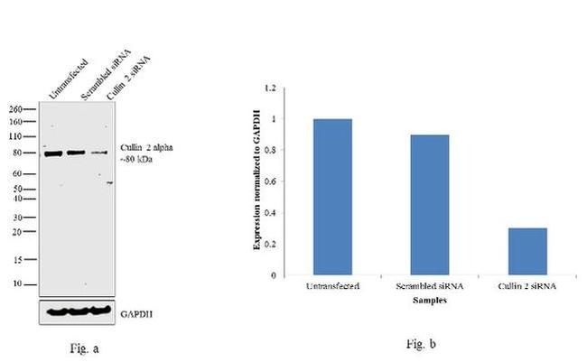 Cullin 2 Antibody in Western Blot (WB)