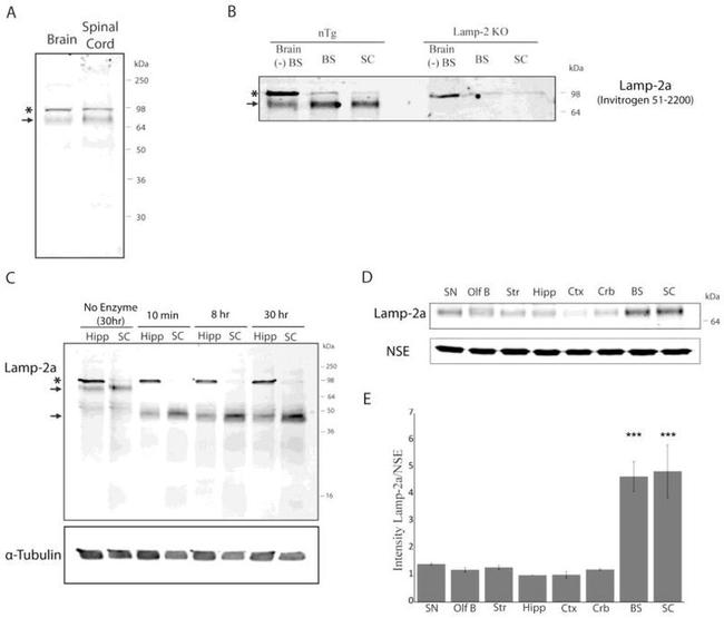 LAMP-2A Antibody in Western Blot (WB)