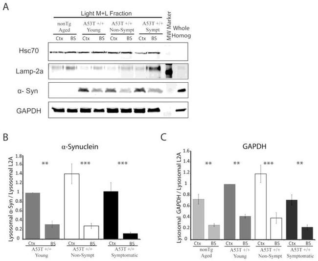 LAMP-2A Antibody in Western Blot (WB)