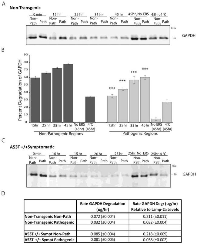 LAMP-2A Antibody in Western Blot (WB)