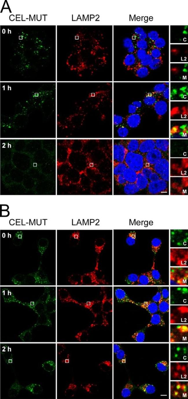 LAMP-2A Antibody in Immunocytochemistry (ICC/IF)