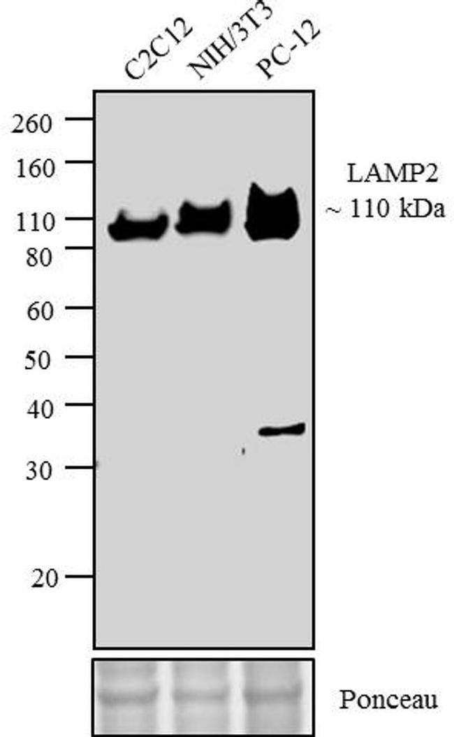 LAMP-2A Antibody in Western Blot (WB)