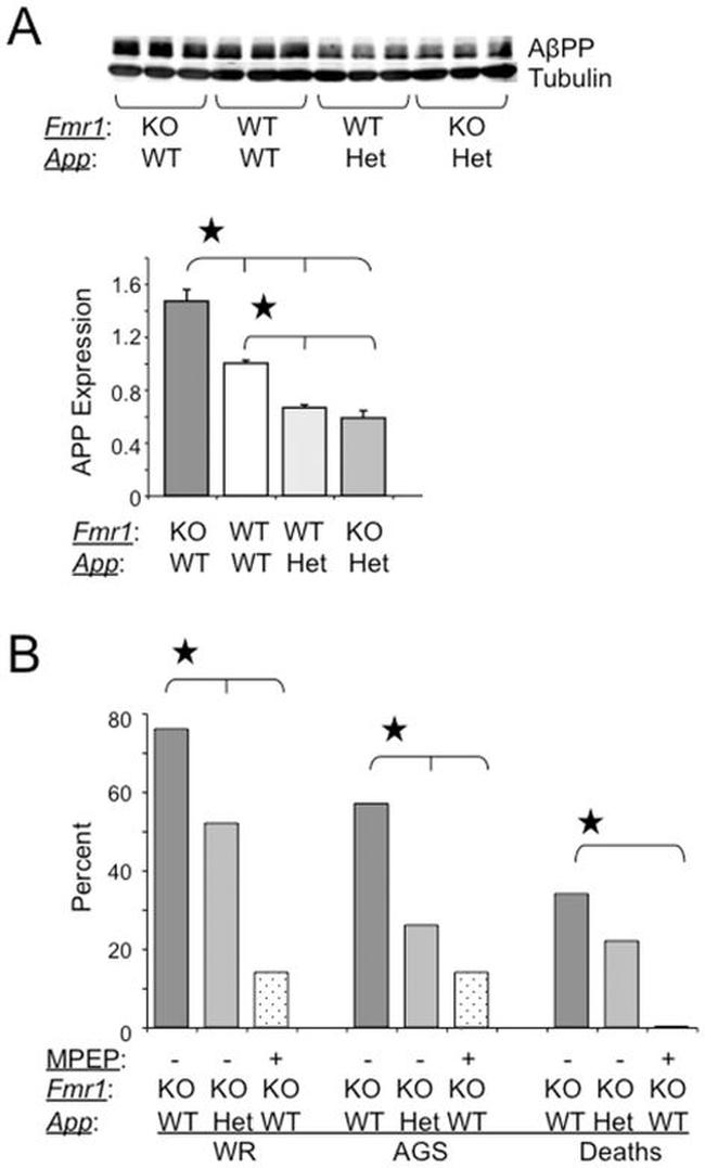 beta Amyloid Antibody in Western Blot (WB)