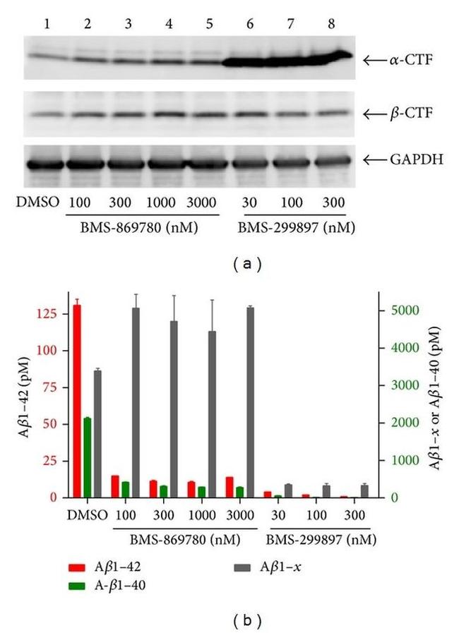 beta Amyloid Antibody in Western Blot (WB)