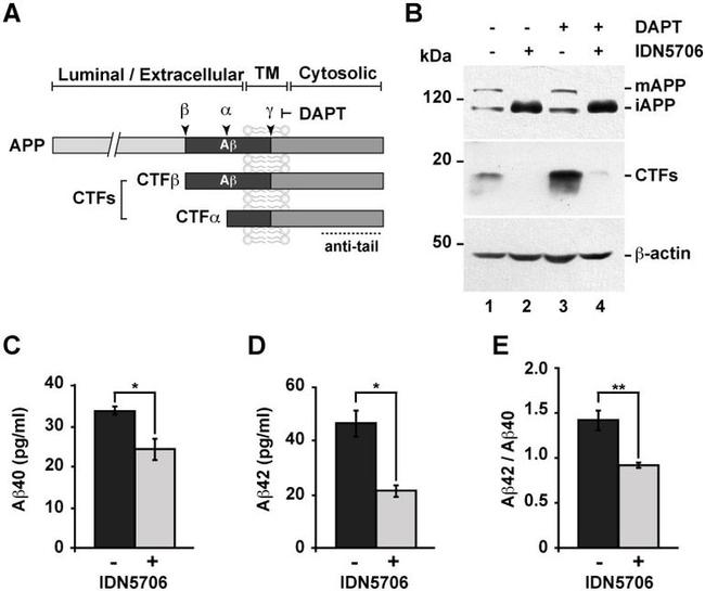 beta Amyloid Antibody in Western Blot (WB)