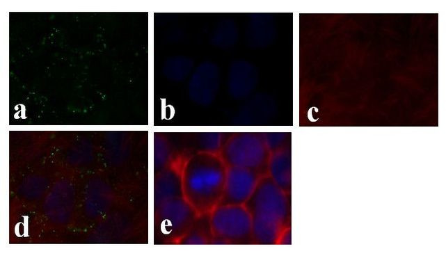 Connexin 26 Antibody in Immunocytochemistry (ICC/IF)