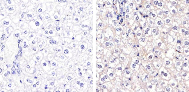 Connexin 26 Antibody in Immunohistochemistry (Paraffin) (IHC (P))