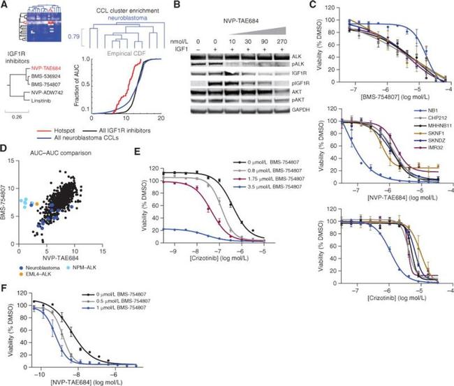 ALK Antibody in Western Blot (WB)