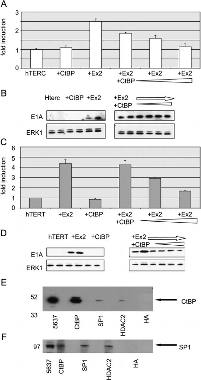 HDAC2 Antibody in Western Blot, Immunoprecipitation (WB, IP)