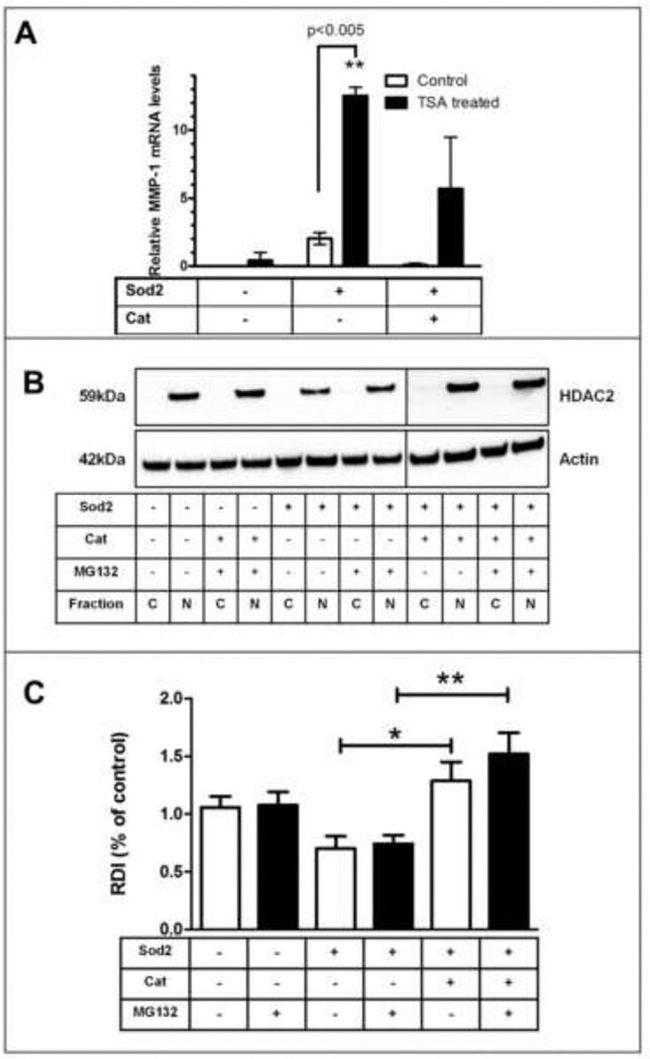 HDAC2 Antibody in Western Blot (WB)