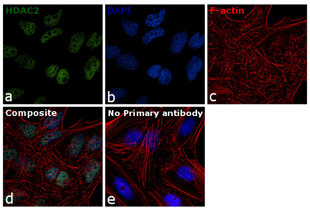 HDAC2 Antibody in Immunocytochemistry (ICC/IF)