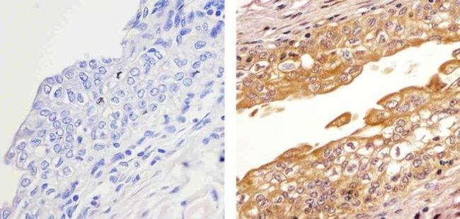 HDAC2 Antibody in Immunohistochemistry (Paraffin) (IHC (P))