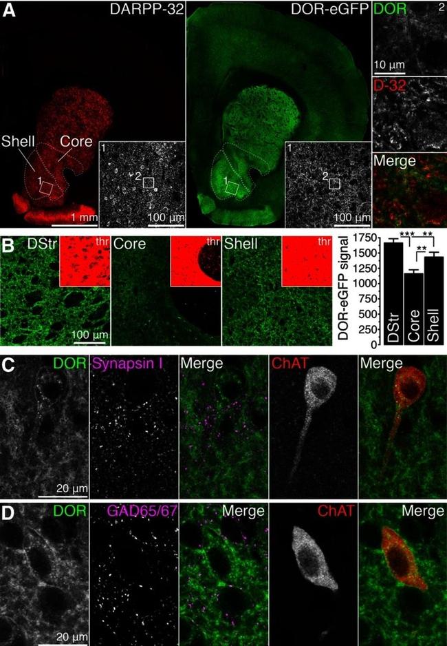 Synapsin 1 Antibody in Immunohistochemistry (IHC)