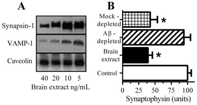 Synapsin 1 Antibody in Western Blot (WB)