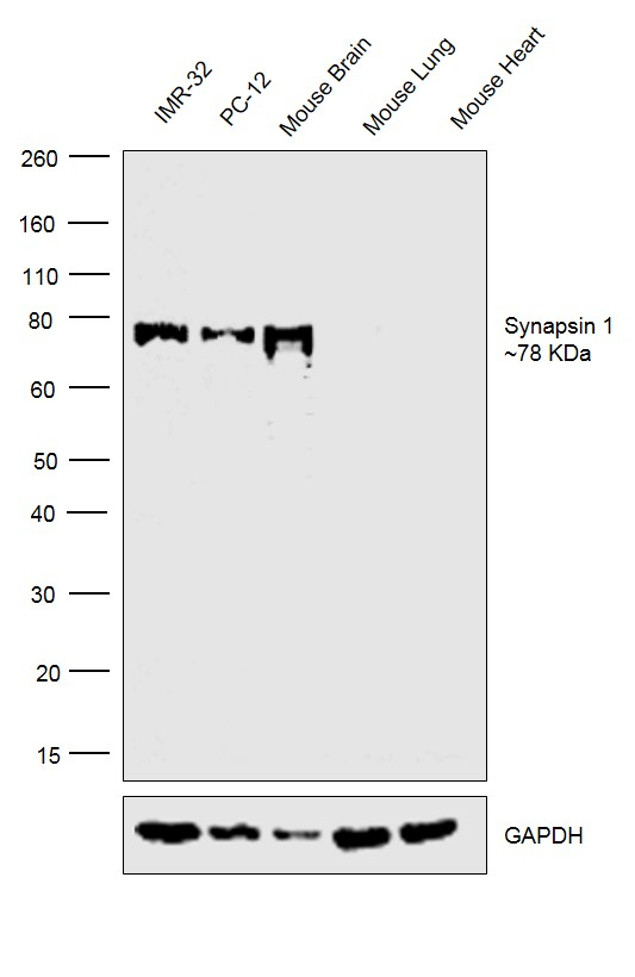 Synapsin 1 Antibody
