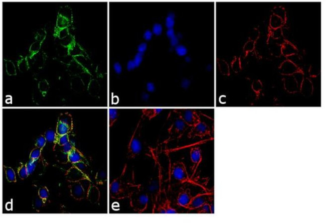 LIN7C Antibody in Immunocytochemistry (ICC/IF)