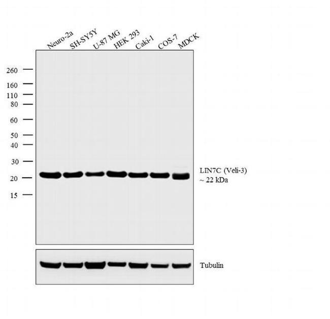 LIN7C Antibody in Western Blot (WB)