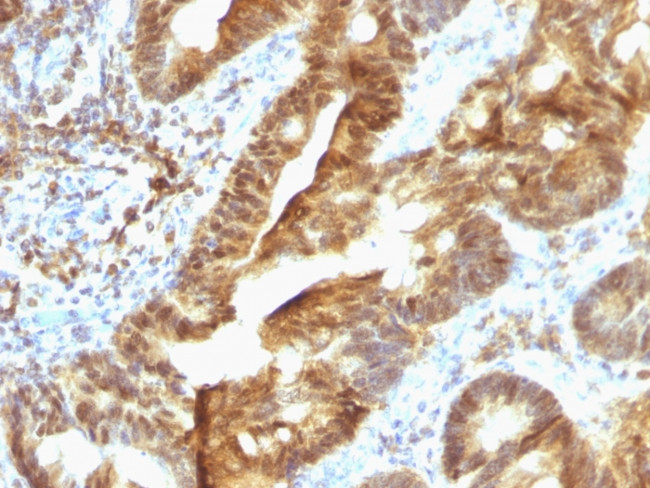 TDP2/EAPII Antibody in Immunohistochemistry (Paraffin) (IHC (P))