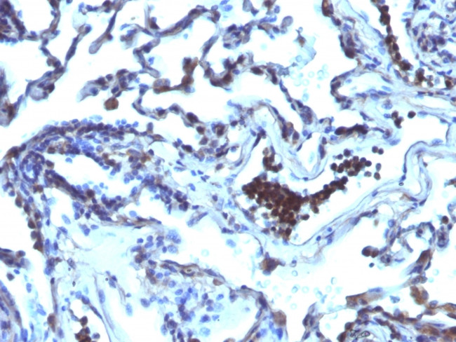 TDP2/EAPII Antibody in Immunohistochemistry (Paraffin) (IHC (P))