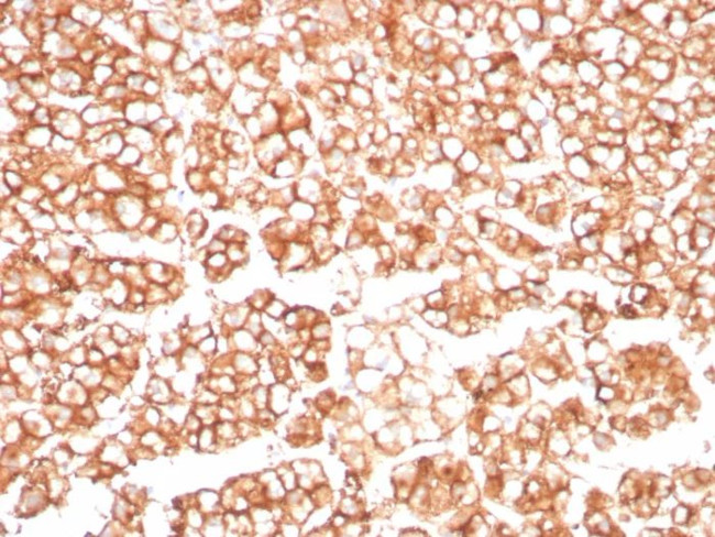 P-glycoprotein/p170/MDR1/CD243 Antibody in Immunohistochemistry (Paraffin) (IHC (P))