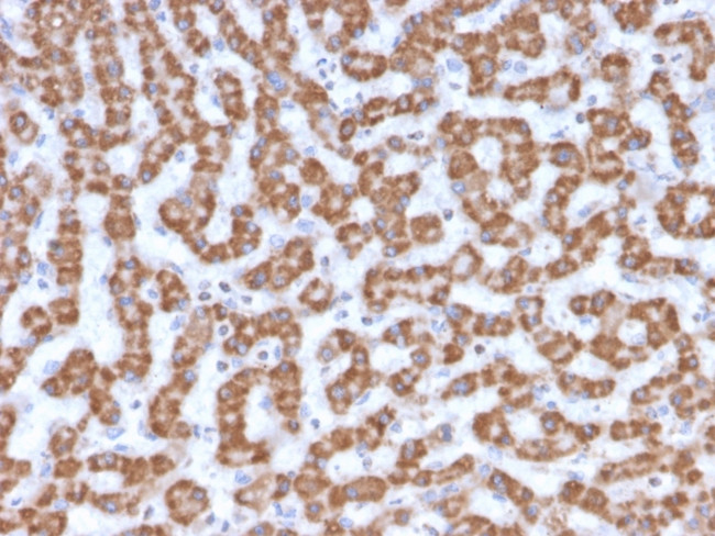 Prohibitin Antibody in Immunohistochemistry (Paraffin) (IHC (P))