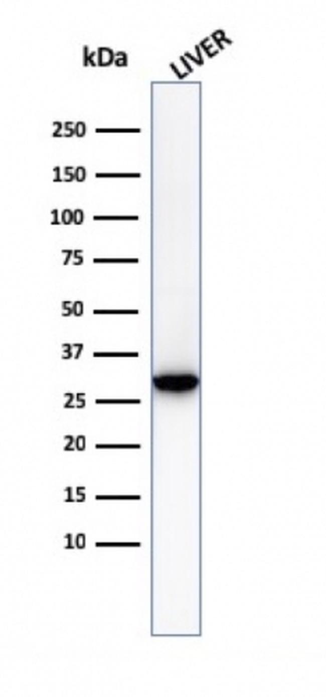 Prohibitin Antibody in Western Blot (WB)