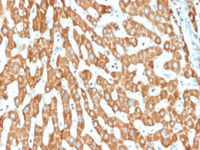 Prohibitin (Mitochondrial Marker) Antibody in Immunohistochemistry (Paraffin) (IHC (P))