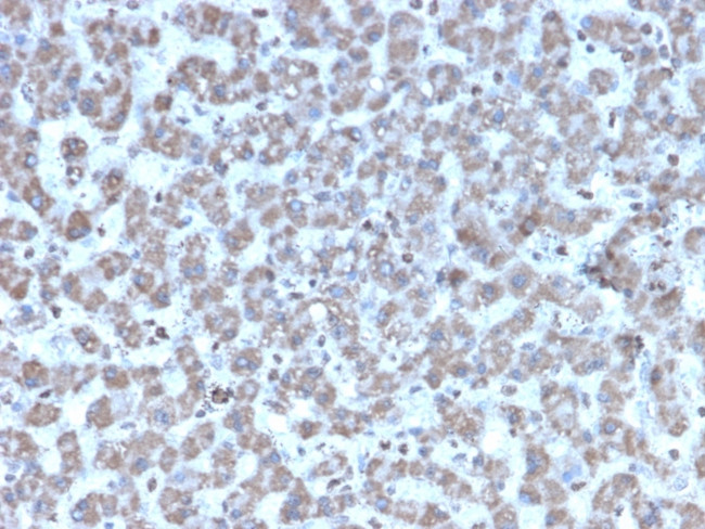 Prohibitin Antibody in Immunohistochemistry (Paraffin) (IHC (P))