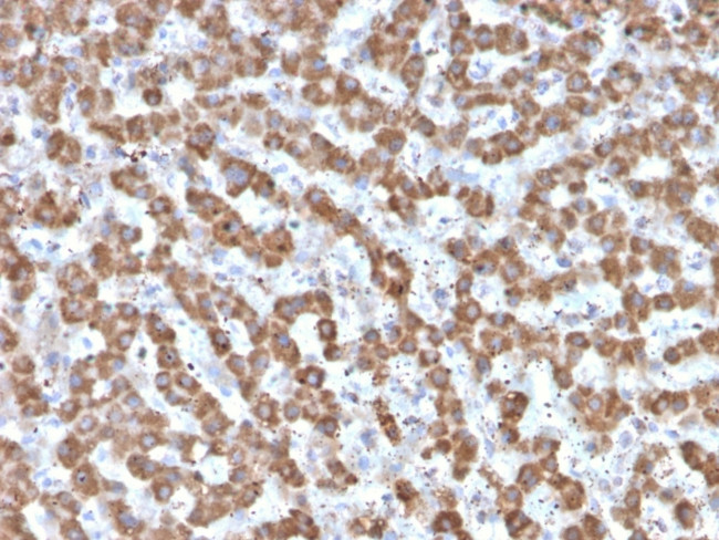 Prohibitin (Mitochondrial Marker) Antibody in Immunohistochemistry (Paraffin) (IHC (P))