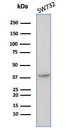 SERPINB5/Maspin Antibody in Western Blot (WB)