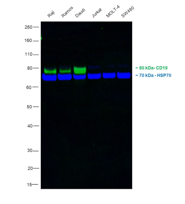 CD19 Antibody in Western Blot (WB)