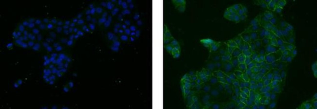 CD324 (E-Cadherin) Antibody in Immunocytochemistry (ICC/IF)