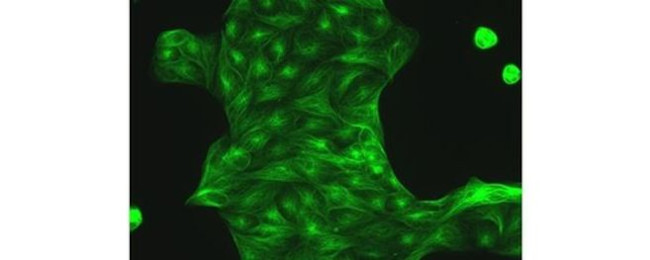 alpha Tubulin Antibody in Immunocytochemistry (ICC/IF)