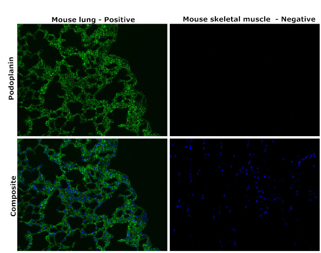 Podoplanin Antibody in Immunohistochemistry (Paraffin) (IHC (P))