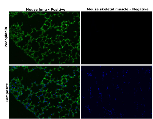 Podoplanin Antibody in Immunohistochemistry (Paraffin) (IHC (P))