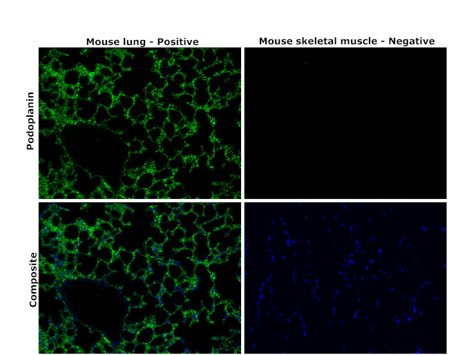 Podoplanin Antibody in Immunohistochemistry (Paraffin) (IHC (P))