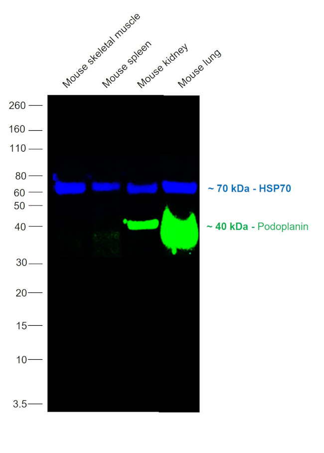 Podoplanin Antibody in Western Blot (WB)