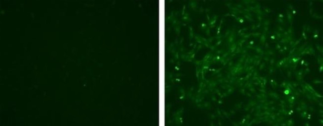 Myogenin Antibody in Immunocytochemistry (ICC/IF)