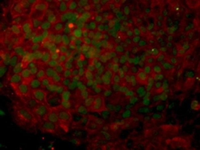 OCT3/4 Antibody in Immunocytochemistry (ICC/IF)