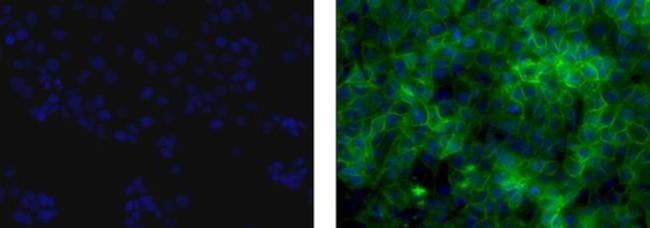 Trop2 (EGP-1) Antibody in Immunocytochemistry (ICC/IF)