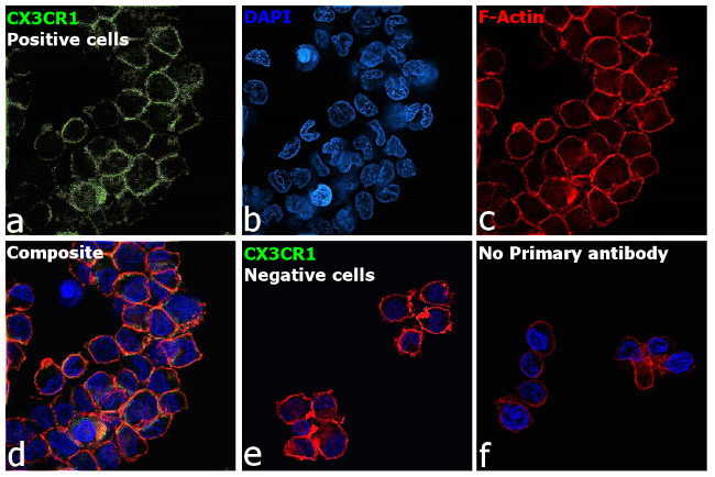 CX3CR1 Antibody